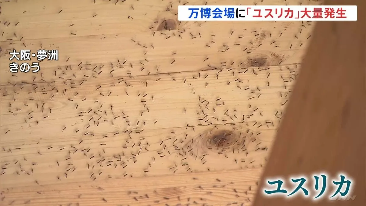 “飲食店の床にもたくさん” 大阪万博でハエの一種「ユスリカ」が大量発生　大阪府はアース製薬に協力要請