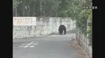 【速報】「中学の敷地内の雑木林にクマが隠れている」通報相次ぎ警察や猟師が包囲　クマを確認　現在も雑木林の中か　宇都宮市立の小中学校は9日も全て休校に