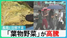 “実りの秋”襲う長雨と日照不足　レタスなど「葉物野菜」が高騰　家計に影響も…【サンデーモーニング】