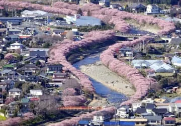 静岡の河津桜、一足お先に見頃