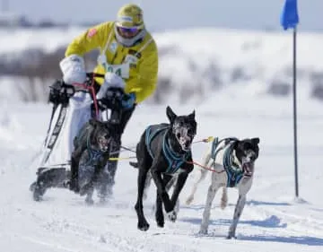 輝く雪原、犬ぞりで疾走