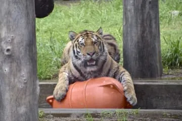 天王寺動物園のアムールトラ死ぬ