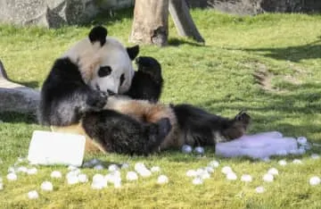 パンダに氷の桃花やあられ