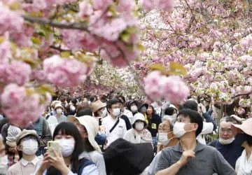 桜の通り抜け4月7日から、大阪