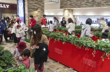 近鉄百貨店館内でイチゴ狩り