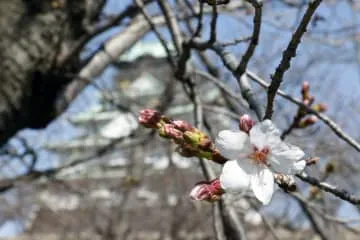 大阪で桜開花、観測史上最も早く