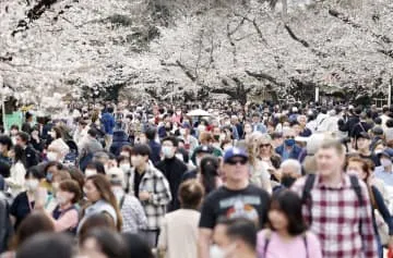 東京で桜満開、全国トップ