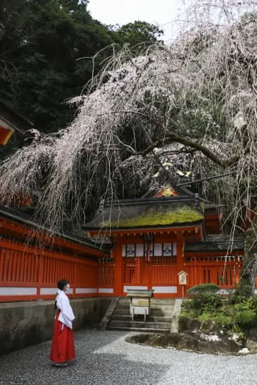 しだれ桜、優雅に開花