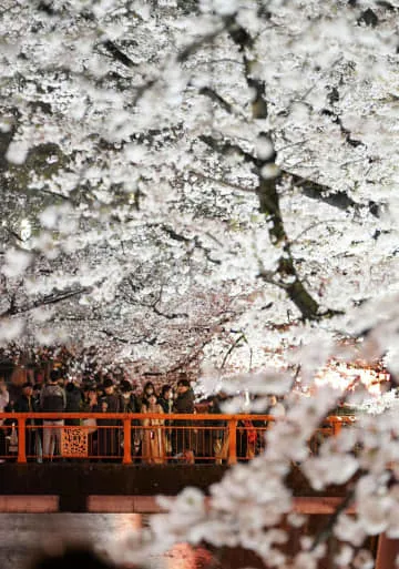 見頃の桜、目黒川ライトアップ