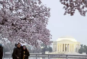 ワシントンで日米友好「桜祭り」