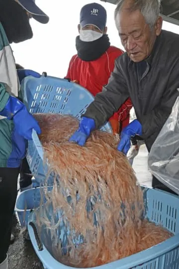 「富山湾の宝石」初水揚げ