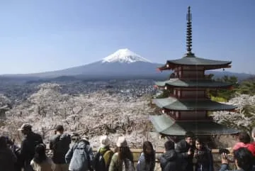 富士山と桜の絶景、見頃に