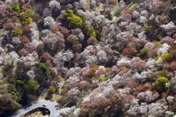 「一目千本」の桜が見頃