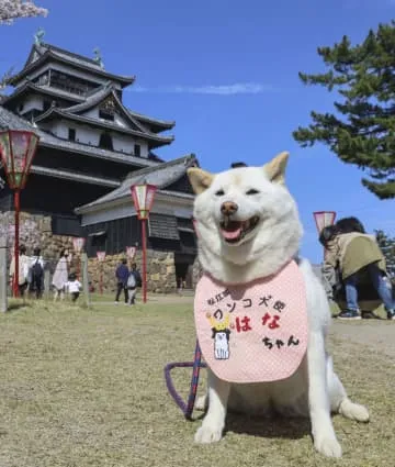 松江城名物犬、観光大使に