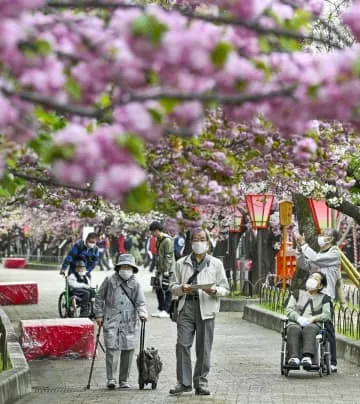 お年寄り招待「桜の通り抜け」