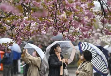 大阪で「桜の通り抜け」始まる