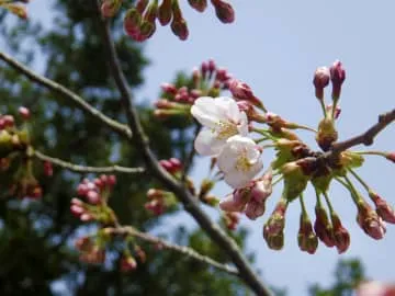 桜前線、最速で北海道に到達