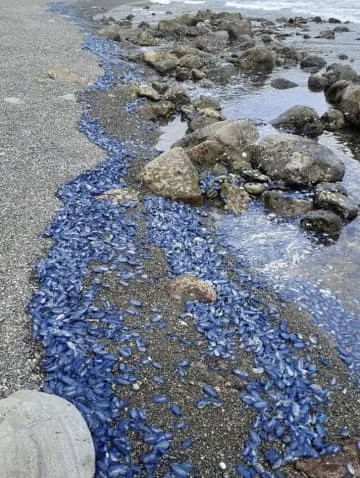 毒クラゲ、奄美大島に大量漂着