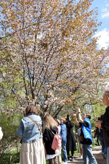 モスクワの植物園で桜満開