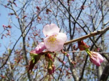 北海道稚内市で日本一遅い桜開花