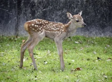 奈良公園でシカの赤ちゃん