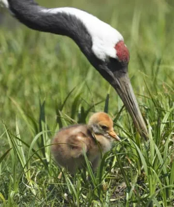 タンチョウのひな誕生、釧路