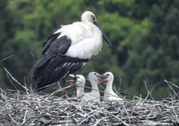 コウノトリ3羽誕生