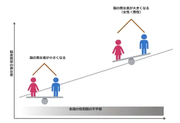 「男女不平等」で脳にも性差