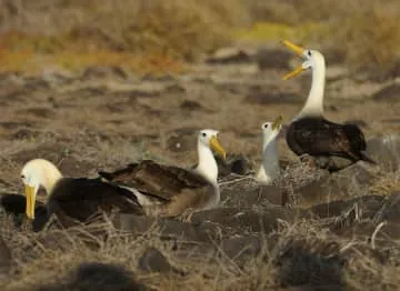 ガラパゴス保護で債務免除