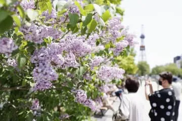 初夏告げる、かれんな花々