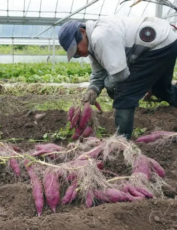 秋の味覚、いち早く全国へ