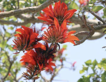 樹齢300年デイゴの花が見頃