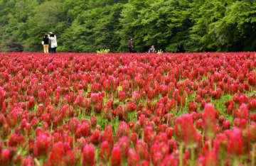 深紅の花、農地再生導く