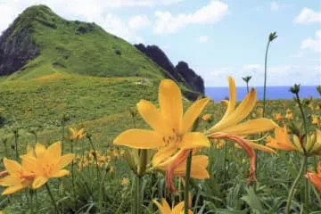 佐渡に初夏告げる黄色い花