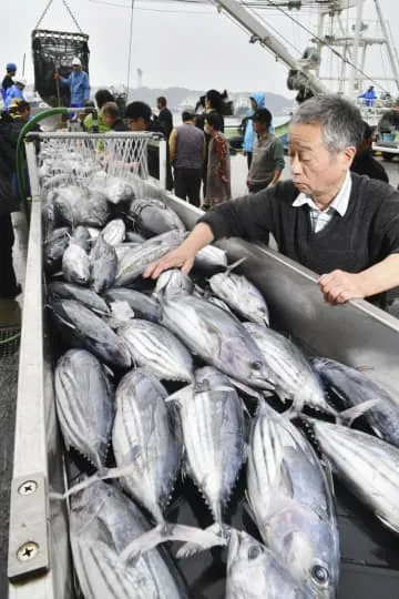 カツオ初水揚げ、福島・いわき