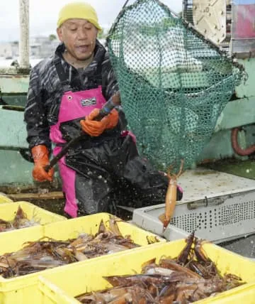 北海道・函館でスルメイカ初競り