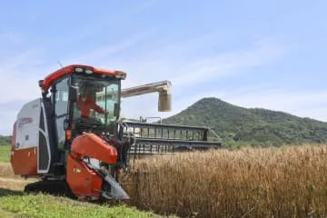 「うどん県」香川で小麦生産拡大