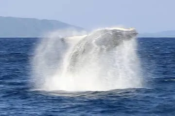 クジラ見学会の参加者最多