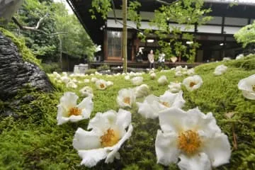 沙羅双樹の花が見頃、京都