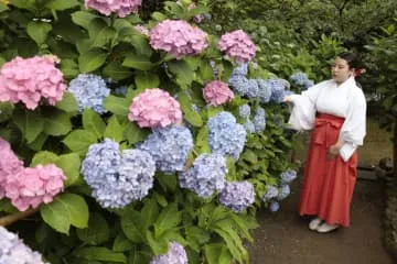 梅雨時の無病息災願う紫陽花祭