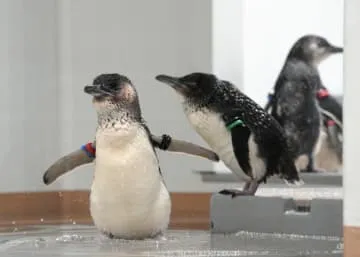 札幌市中心部に都市型新水族館