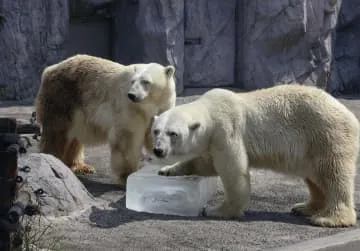 ホッキョクグマに氷の涼、北海道