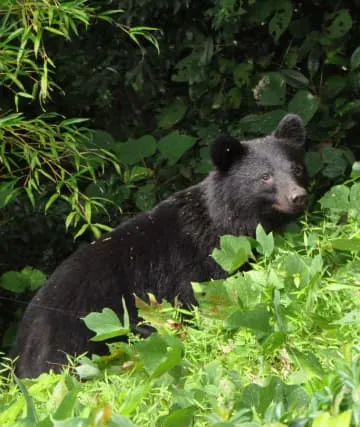 クマによる人身被害、最悪ペース