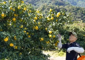 ユズ「早摘み」本格化