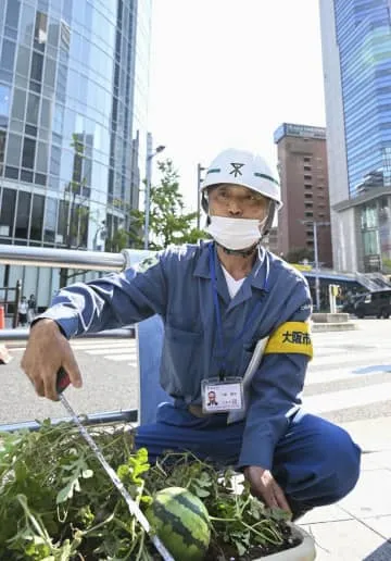 大阪・御堂筋に「ど根性スイカ」