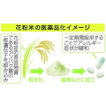 「花粉症米」実用化を促進、政府