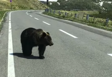 ヒグマ接近に数値基準30m