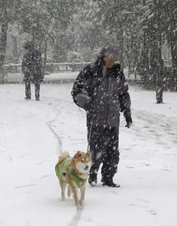 犬飼育で認知症リスク低く