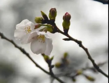 高知で桜開花、全国トップ