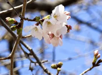 京都で桜開花、近畿一番乗り